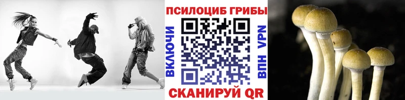 как найти   Вяземский  Галлюциногенные грибы Psilocybe 